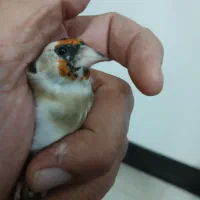 سهره چونه سفیدجوجه قفس