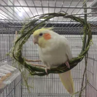 گمشده محدوده گلشهر ـ بهشتی