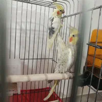 عروس هلندی|پرنده|شبستر, |دیوار