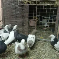 کبوتر سالم پرشی|پرنده|عجب شیر, |دیوار