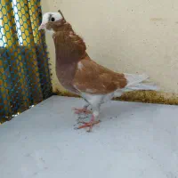 سه عدد کفتر پرشی|پرنده|قم, شاه ابراهیم|دیوار