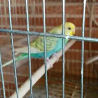 مرغ عشق اسپانگل اصل