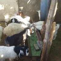 کهره،بره                               شهرک توحید|حیوانات مزرعه|بندرعباس, |دیوار