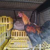 مرغ و خروس|حیوانات مزرعه|خمینی‌شهر, |دیوار