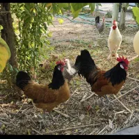 مرغ وتخم مرغ نطفه دار تضمینی  و مرغ کرک