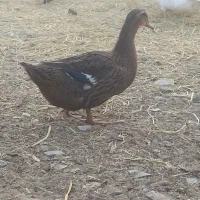 مرغ خروس  جوجه گلین اردک روسی