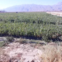 نهال پسته|گل و گیاه طبیعی|کرج, اصفهانی‌ها|دیوار