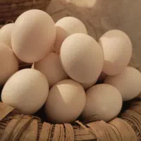 تخم مرغ گلین