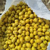 سیسع|خوردنی و آشامیدنی|باشت, |دیوار