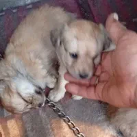 سگ‌پاکوتاه