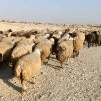 فروش 140 راس میش داشتی روزگاری بره دار و گلون گرم|حیوانات مزرعه|کازرون, |دیوار
