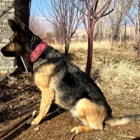 ژرمن ورک لاین ماده|سگ|بیجار, |دیوار