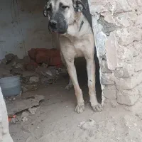 سگ ماده پژدر