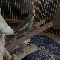 عروس هلندی|پرنده|بومهن, |دیوار