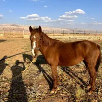 فروش اسب مادیون|اسب و تجهیزات اسب‌سواری|کوهدشت, |دیوار