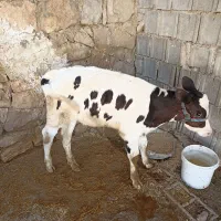 گوساله ماده