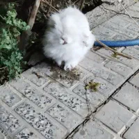 خرگوش پشمالو