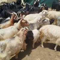 فروشی|حیوانات مزرعه|رومشکان, |دیوار
