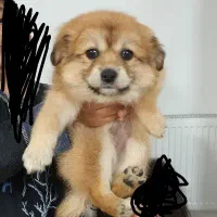 سگ پامر و شیتزو فلت