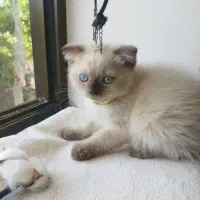 گربه خانگی نژاد دار