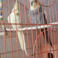 عروس هلندی جفت