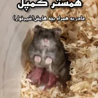 همستر کمپل همراه نوزاد شیرخوار