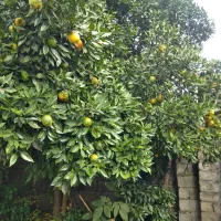 نارنج|حراج|رشت, نیروی دریایی|دیوار