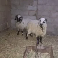 فروش سه راس قوچ علی آباد محمدقاسم خان خوشگل .چاق.