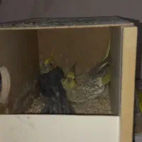 عروس هلندی روی تخم|پرنده|کرمان, |دیوار