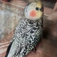 جوجه عروس هلندی گم شده