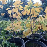 فروش ژینگو|عمدهفروشی|کلاچای, |دیوار