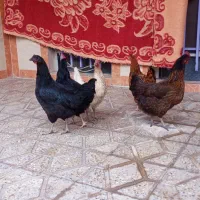 مرغ چاق تخمگزار