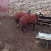 ۲راس کاور چهار دندون داشتی