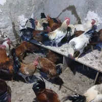 خروس محلی|حیوانات مزرعه|هشتگرد, هشتگرد قدیم|دیوار