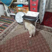 سگ پامرین پشمالو