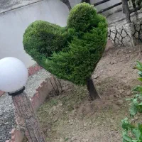 اجرا و نگهداری از فضای سبز|خدمات باغبانی و درختکاری|بابل, |دیوار