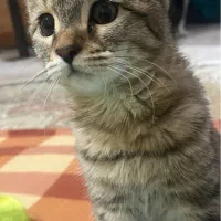 واگذاری گربه|گربه|خرمآباد, |دیوار