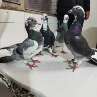 کبوتر|پرنده|اصفهان, حصه جنوبی|دیوار