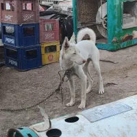 پاپی کوچولو ، پاپی گوش تیز .پشمالو|سگ|رشتخوار, |دیوار