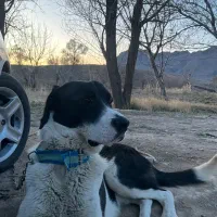 گمشده مژدگانی بگیرید