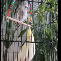 عروس هلندی نروماده