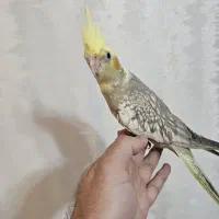 جوجه عروس هلندی