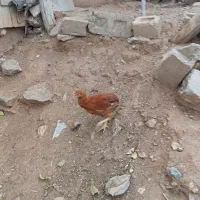 جوجه لاری و محلی و کوردی|حیوانات مزرعه|بانه, |دیوار