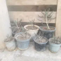کاکتوس ماری ،اشک تمساح ، خرما