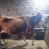 گاو سیمنتال|حیوانات مزرعه|سراجو, |دیوار