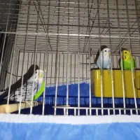 پرنده مرغ عشق
