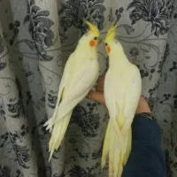 عروس هلندی،مرغ عشق،قناری،سهره