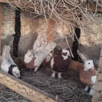 کبوتر طوقی|پرنده|شیراز, ترمینال باربری|دیوار