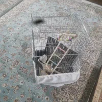 قفس عروس هلندی