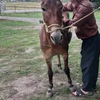 فروش قاطر|حیوانات مزرعه|گوراب زرمیخ, |دیوار